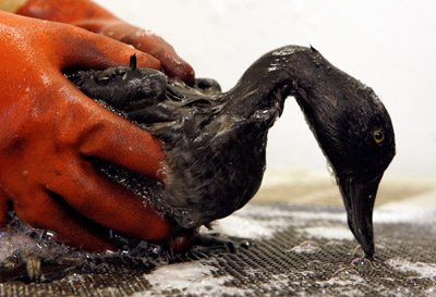 Courtesy Justin Sullivan/Getty Images Saving wildlife, like this bird which was polluted from a 2007 spill in San Francisco Bay, is another factor in cleaning oil spills. Courtesy Justin Sullivan/Getty Images Saving wildlife, like this bird which was polluted from a 2007 spill in San Francisco Bay, is another factor in cleaning oil spills.