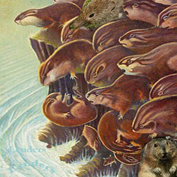 Lemmings. Source: http://facesofforeclosure.com/2009/12/i-would-like-to-be-lead-lemming-if-you-please/ Lemmings. Source: http://facesofforeclosure.com/2009/12/i-would-like-to-be-lead-lemming-if-you-please/