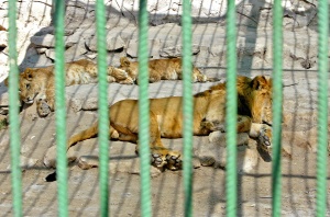 Lions at Baghdad Zoo. Source: SABAH ARAR/AFP/Getty Images. A lion and lionesses enjoy Baghdad's sun as they rest inside their cage; http://insidethemiddleeast.blogs.cnn.com/2009/02/20/baghdad-zoo-a-favourite-weekend-family-outing/