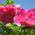 Roses Rugosa. Source: http://commons.wikimedia.org/wiki/File:Roses_rugosa_.jpg