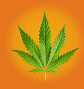 how to plant a marijuana seed